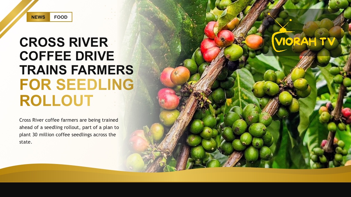 Coffee seedlings in a nursery, part of the Cross River coffee farmers programme